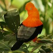 Andean Cock-of-the-rock