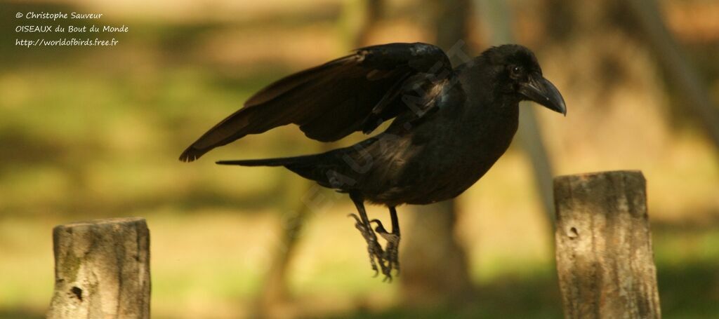 Large-billed Crow, Flight