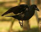 Corbeau à gros bec