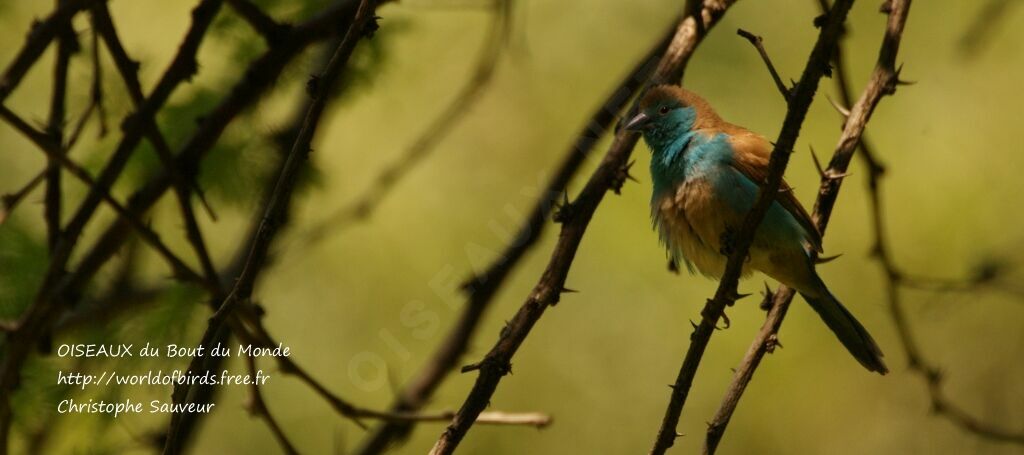 Cordonbleu de l'Angola, identification