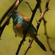 Blue Waxbill