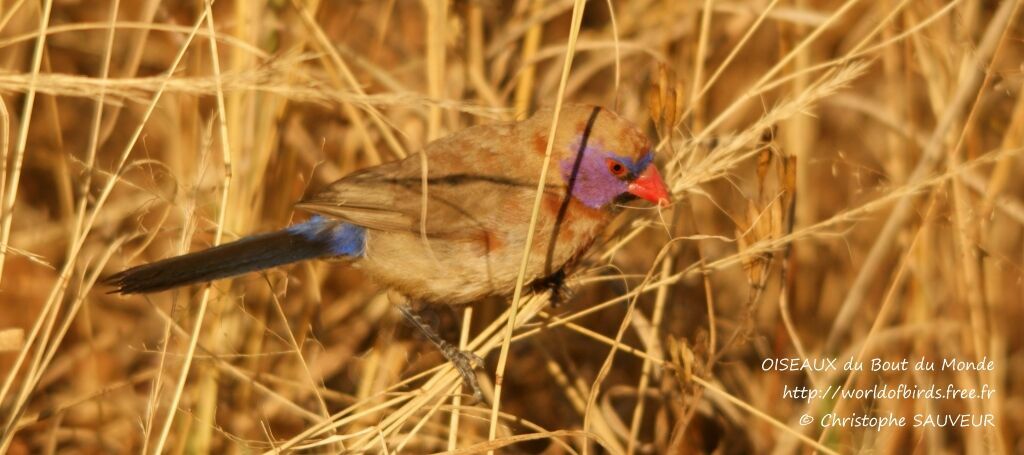 Violet-eared Waxbill, identification, feeding habits