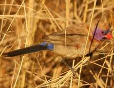 Violet-eared Waxbill