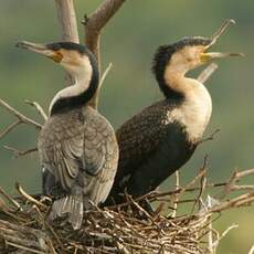 Cormoran à poitrine blanche