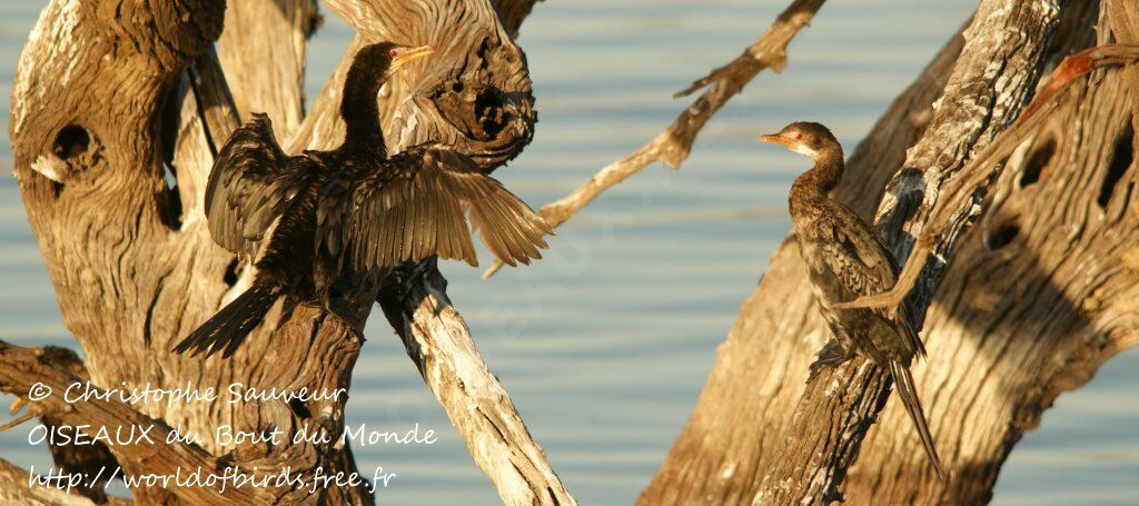 Cormoran africain