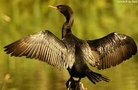 Neotropic Cormorant