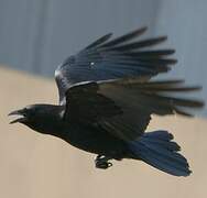 American Crow