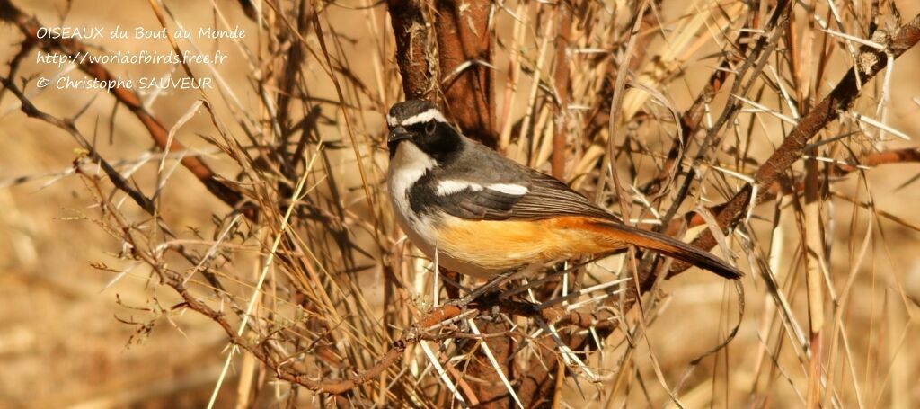 White-throated Robin-Chat