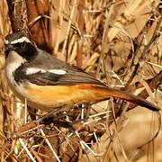 White-throated Robin-Chat