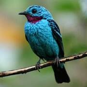 Spangled Cotinga