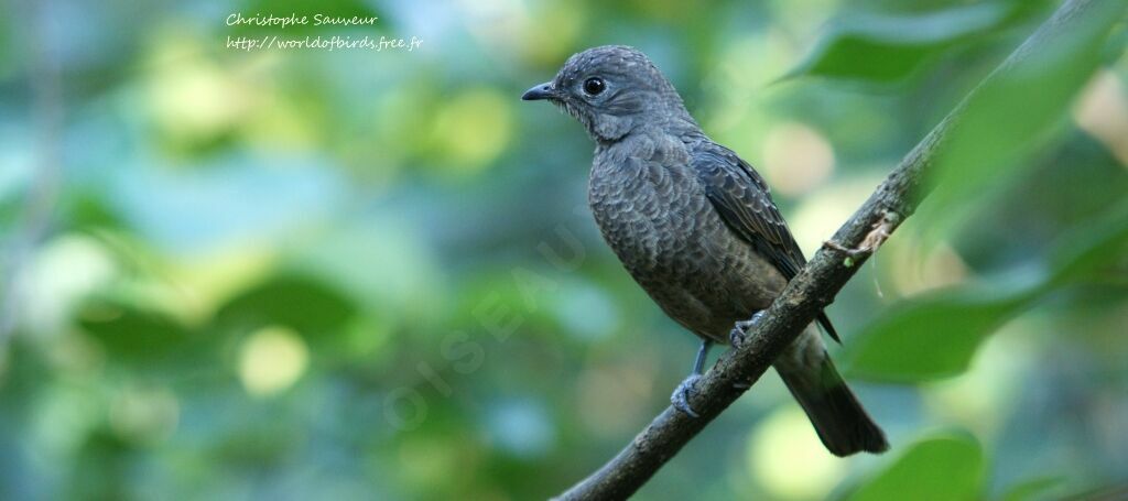 Cotinga de Cayenne femelle