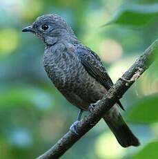 Cotinga de Cayenne