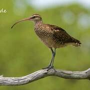 Bristle-thighed Curlew