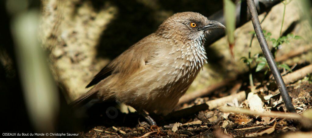 Arrow-marked Babbler