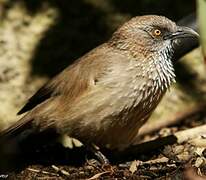 Arrow-marked Babbler