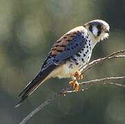 American Kestrel