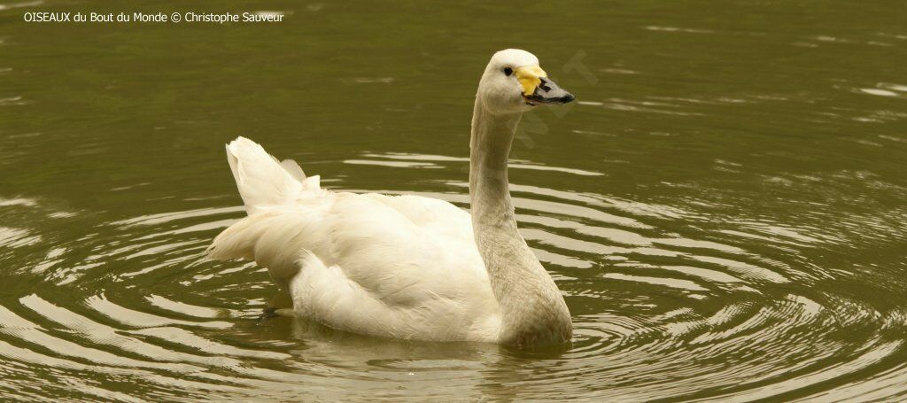 Whooper Swan