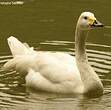 Cygne chanteur