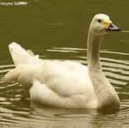 Whooper Swan