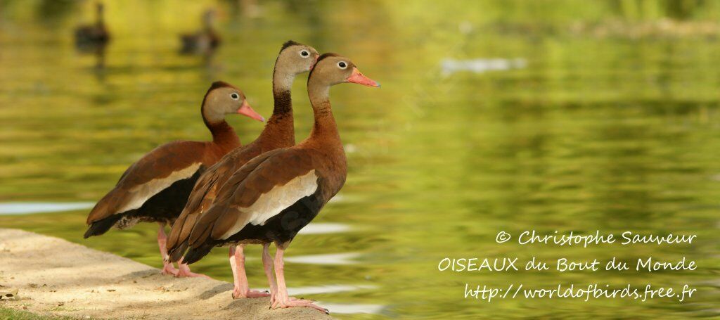 Black-bellied Whistling Duck