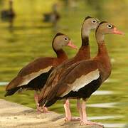 Black-bellied Whistling Duck