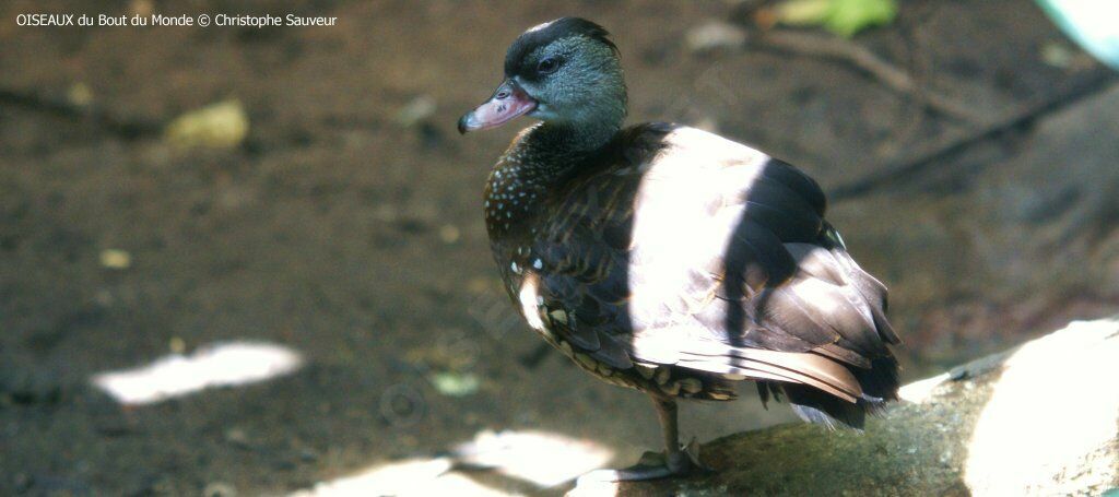 Dendrocygne tacheté