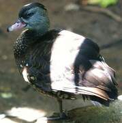 Spotted Whistling Duck