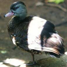 Dendrocygne tacheté