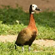 White-faced Whistling Duck