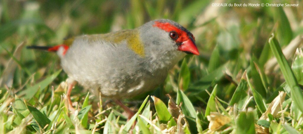 Red-browed Finch