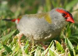 Red-browed Finch