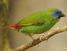 Blue-faced Parrotfinch