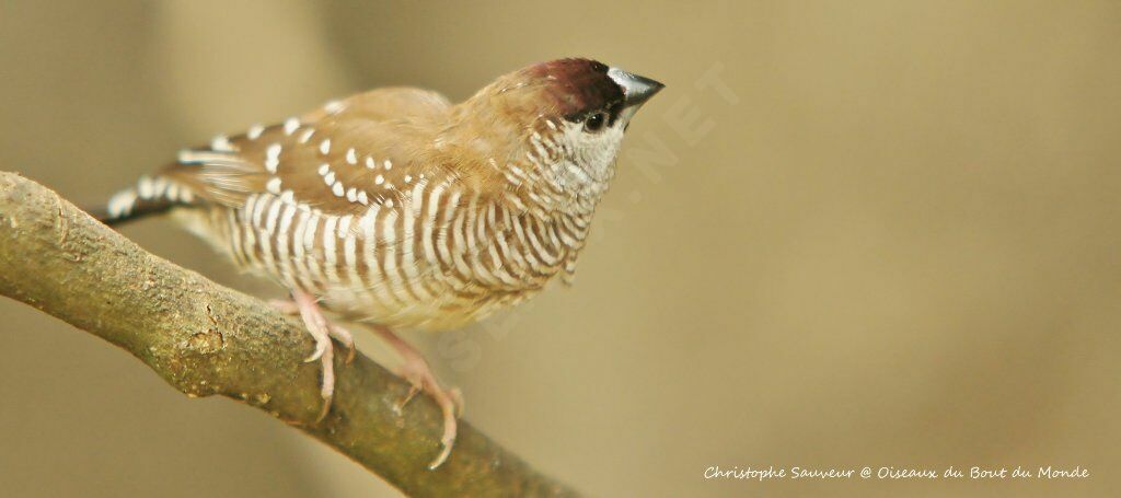 Plum-headed Finch