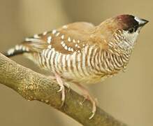 Plum-headed Finch