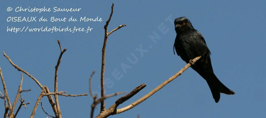 Fork-tailed Drongo