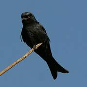 Fork-tailed Drongo