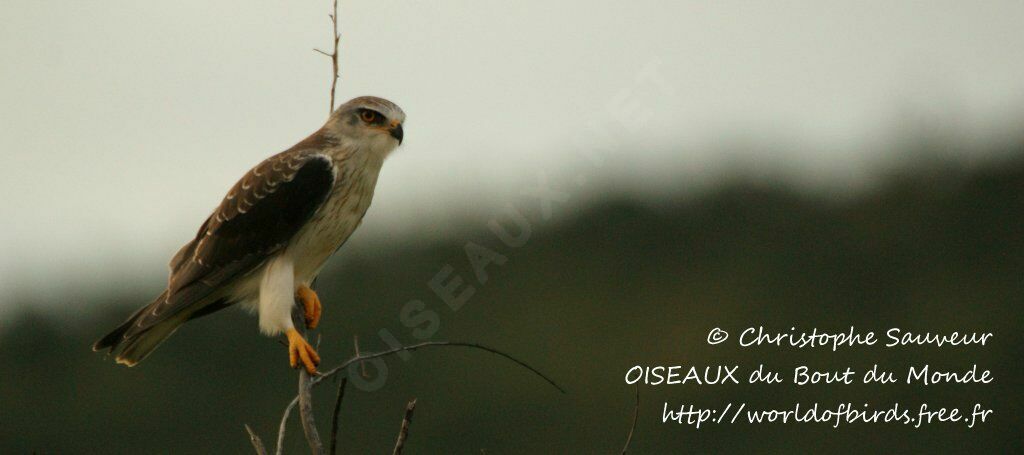 Black-winged Kite