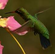 Glittering-bellied Emerald