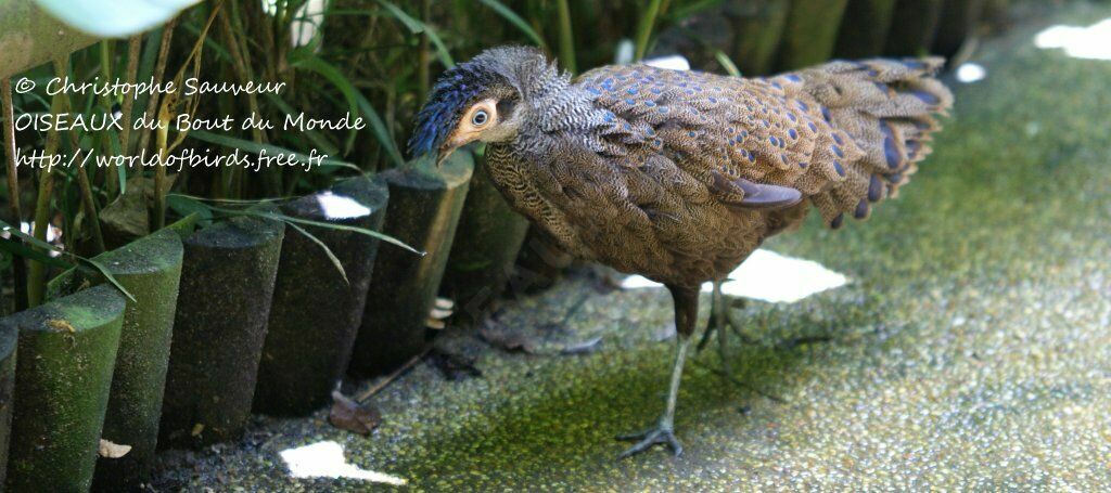 Malayan Peacock-Pheasant, identification