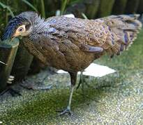 Malayan Peacock-Pheasant