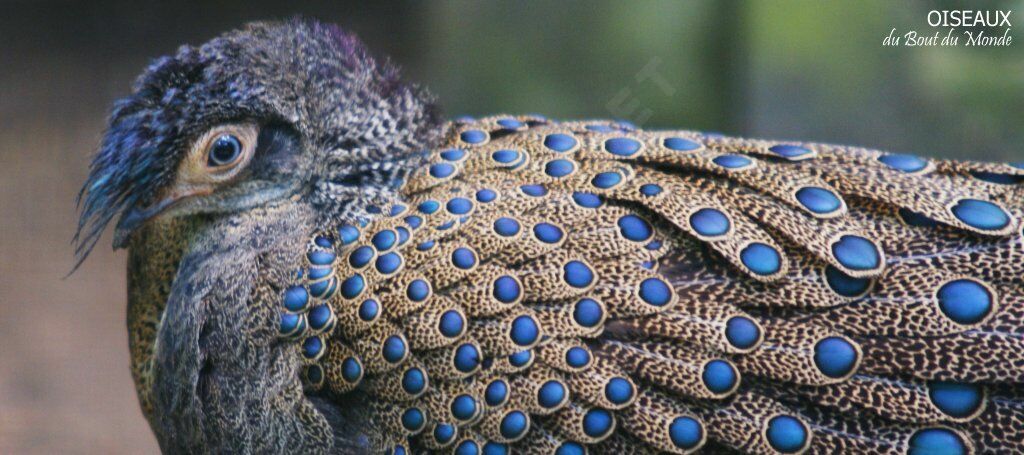 Malayan Peacock-Pheasant