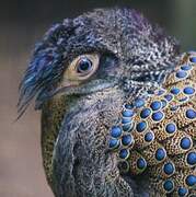 Malayan Peacock-Pheasant