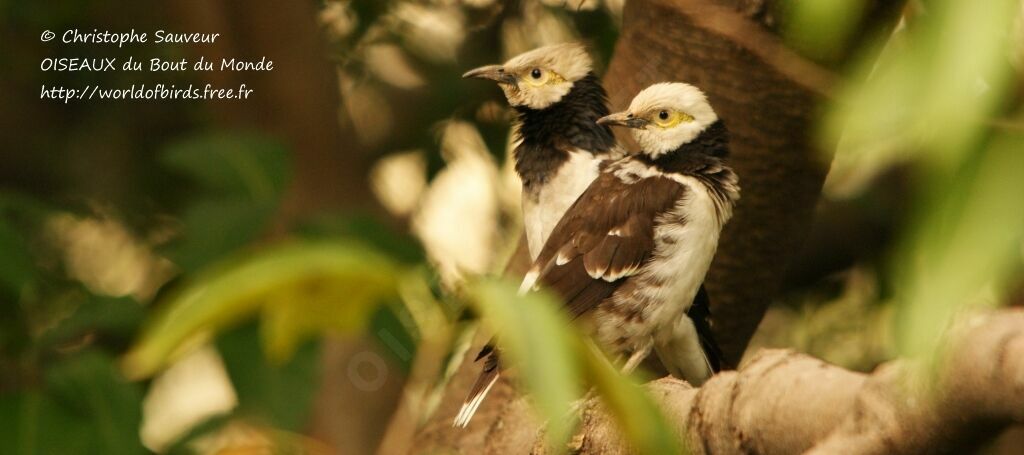 Black-collared Starling , identification