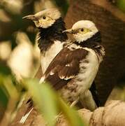 Black-collared Starling