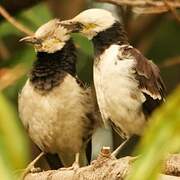 Black-collared Starling