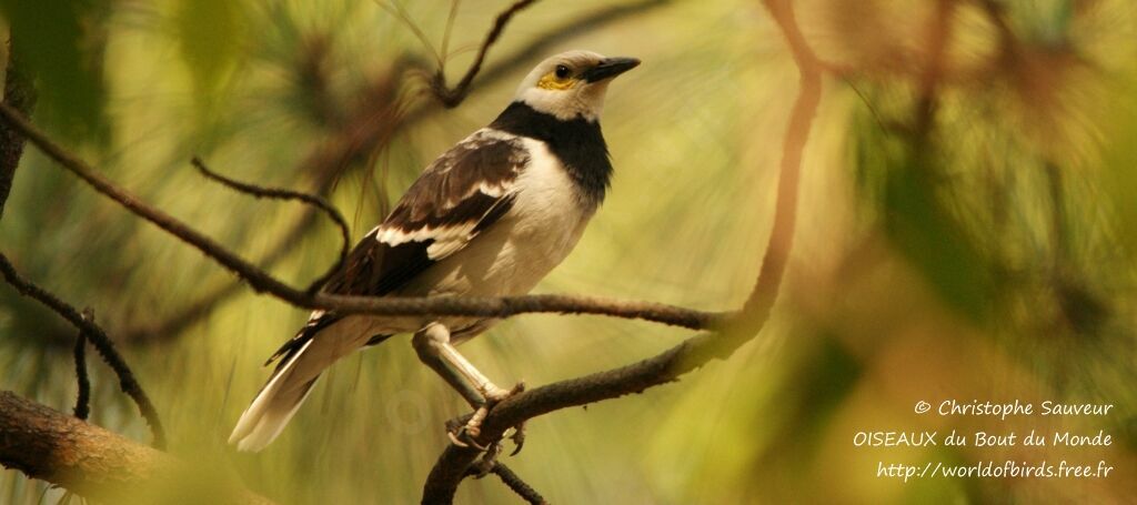 Black-collared Starling, identification