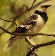 Black-collared Starling