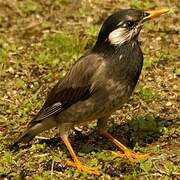 White-cheeked Starling