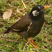 White-cheeked Starling