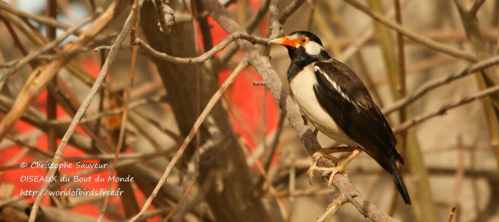 Pied Myna, identification